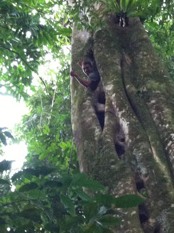 Tomas Ridings climbs a giant matapalo from the inside.