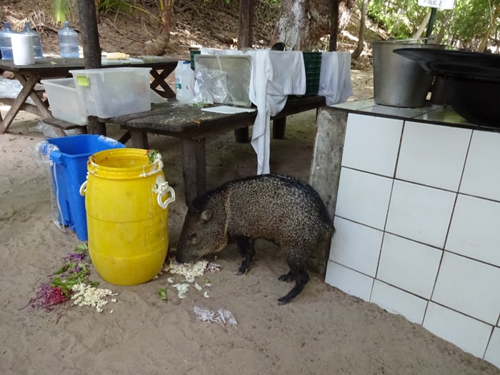 Filomena the friendly peccary.