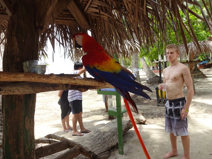 Scarlet macaw with white tourist.