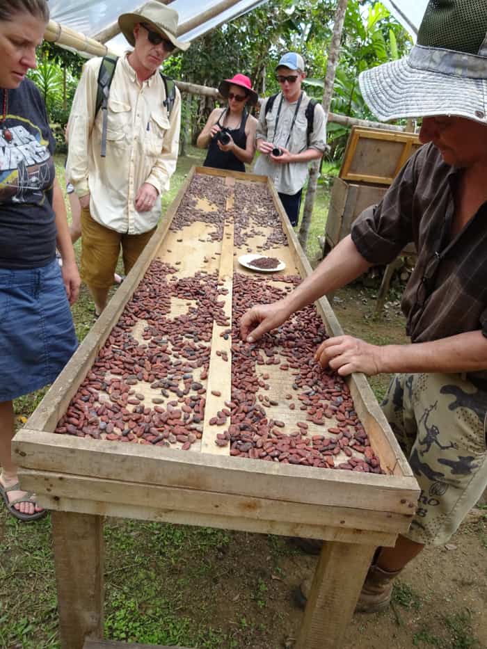 Jean-Michel Pain shows how cacao beans are dried in the sun after a few days of fermenting.