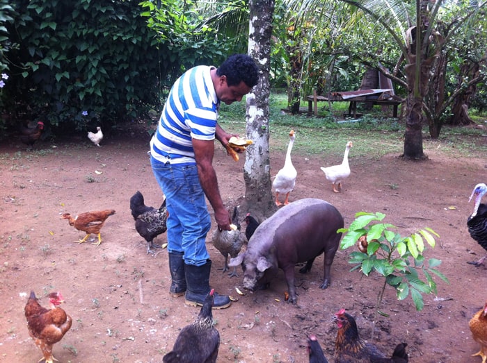 German Quirós Vivas feeds plantains to Bolincha the pig.