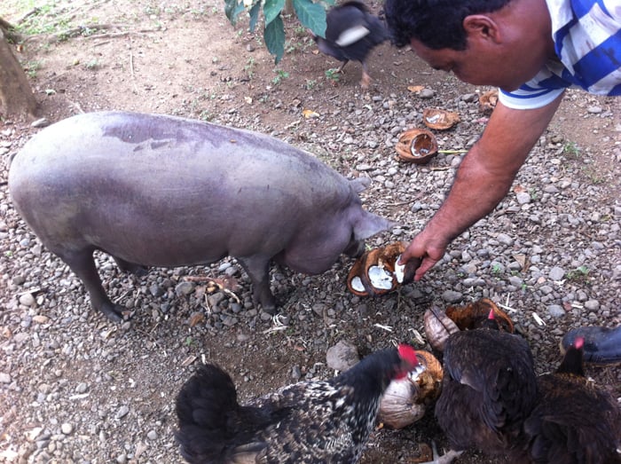 Bolincha the pig loves coconut.