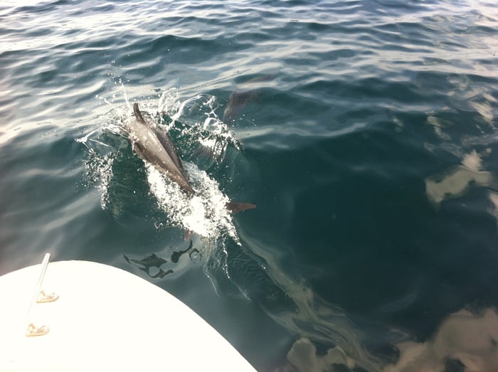 Dolphins swim with our boat.