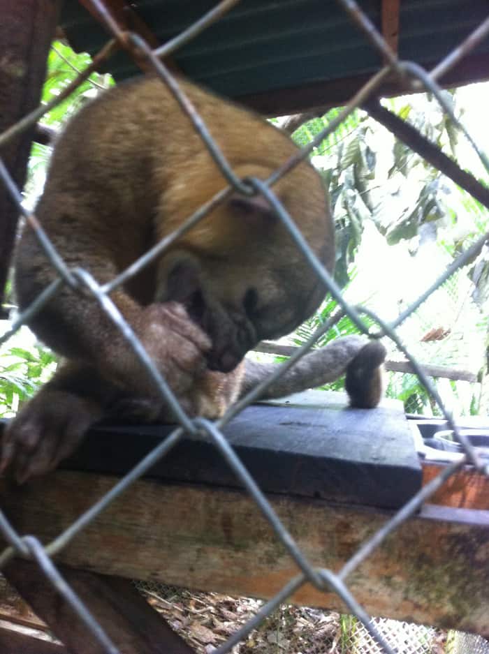 A kinkajou.