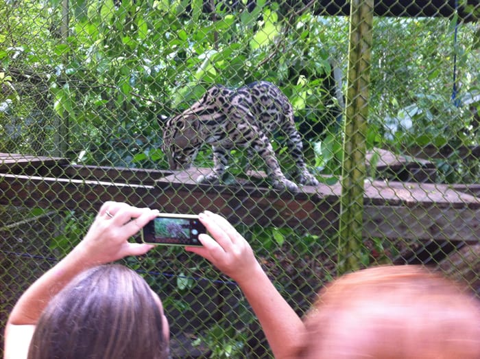 The ocelot was very grumpy because she was in estrus.