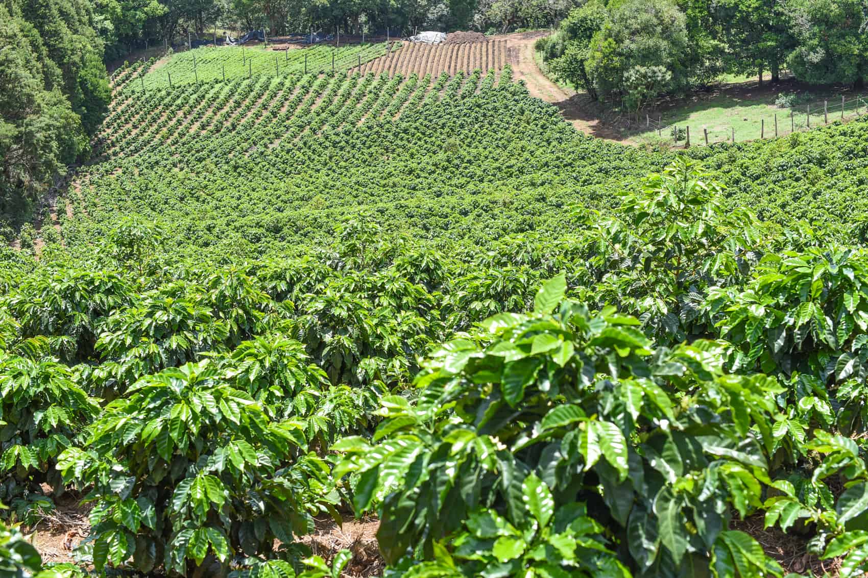Costa Rica’s best coffee comes from this hillside in Alajuela The