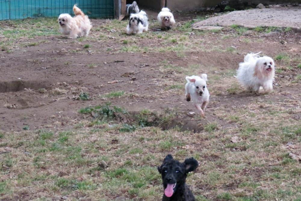 are puppy mills illegal costa rica court convicts owner of illegal puppy mill the tico times are puppy mills illegal costa rica court convicts owner of illegal puppy mill the tico times