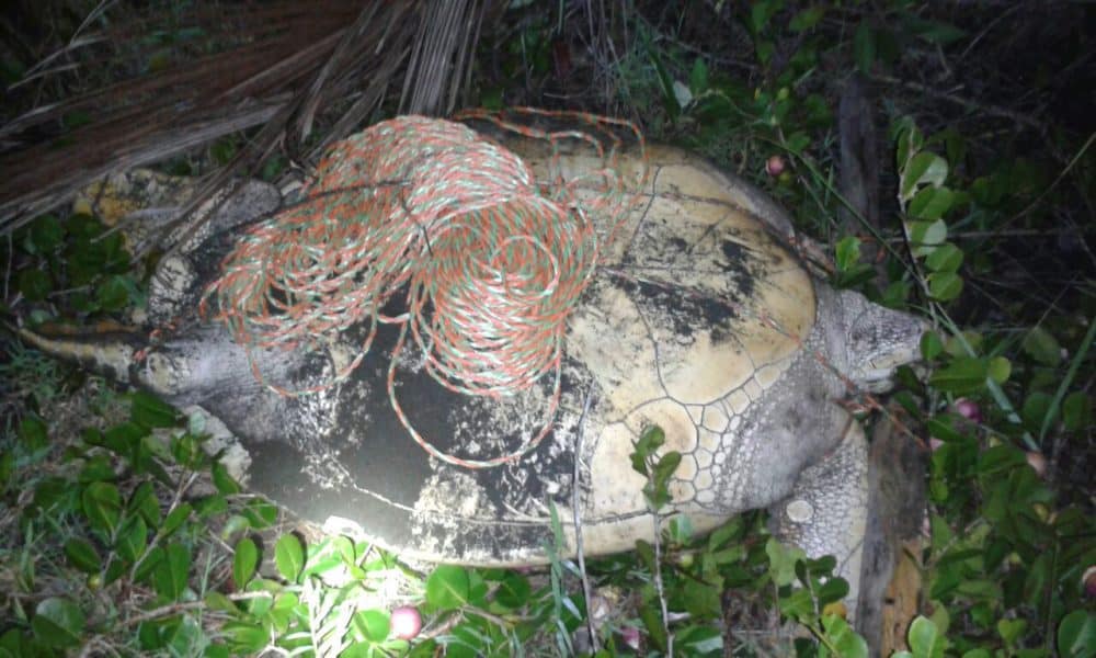 A green sea turtle found tied up on Moín Beach, north of Limón on the evening of Aug. 10, 2015.