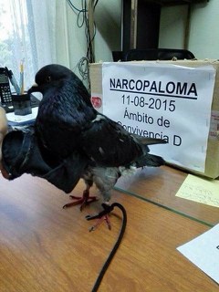 "Drug pigeon," August 11, 2015.