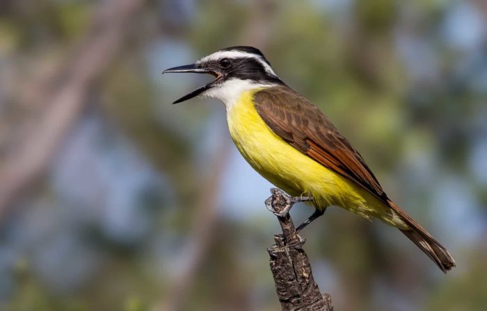 urban flocks part 1 5 common birds of san josé the tico times