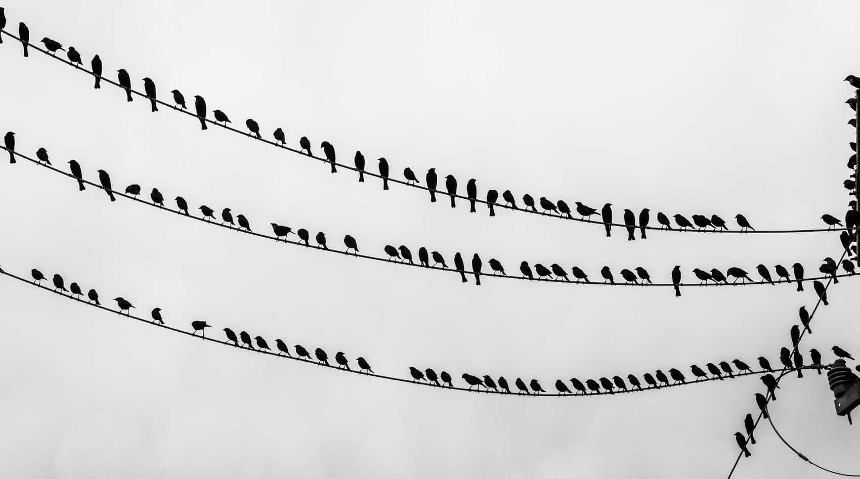 urban flocks part 1 5 common birds of san josé the tico times