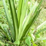 The fiber from Costa Rica's cabuya plant (Furcraea cabuya), part of the agave family, has been used for centuries to make rope, among other uses.