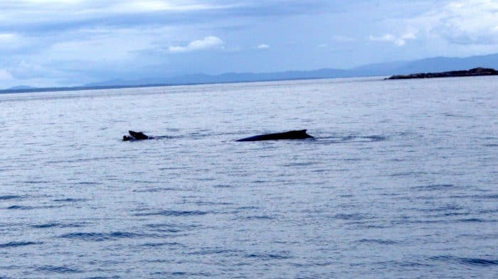 Sea Shepherd and humpback whales