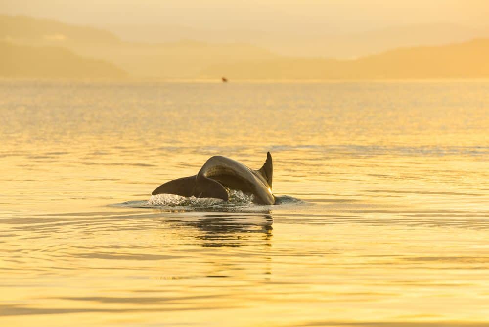 A dolphin in southern Costa Rica.