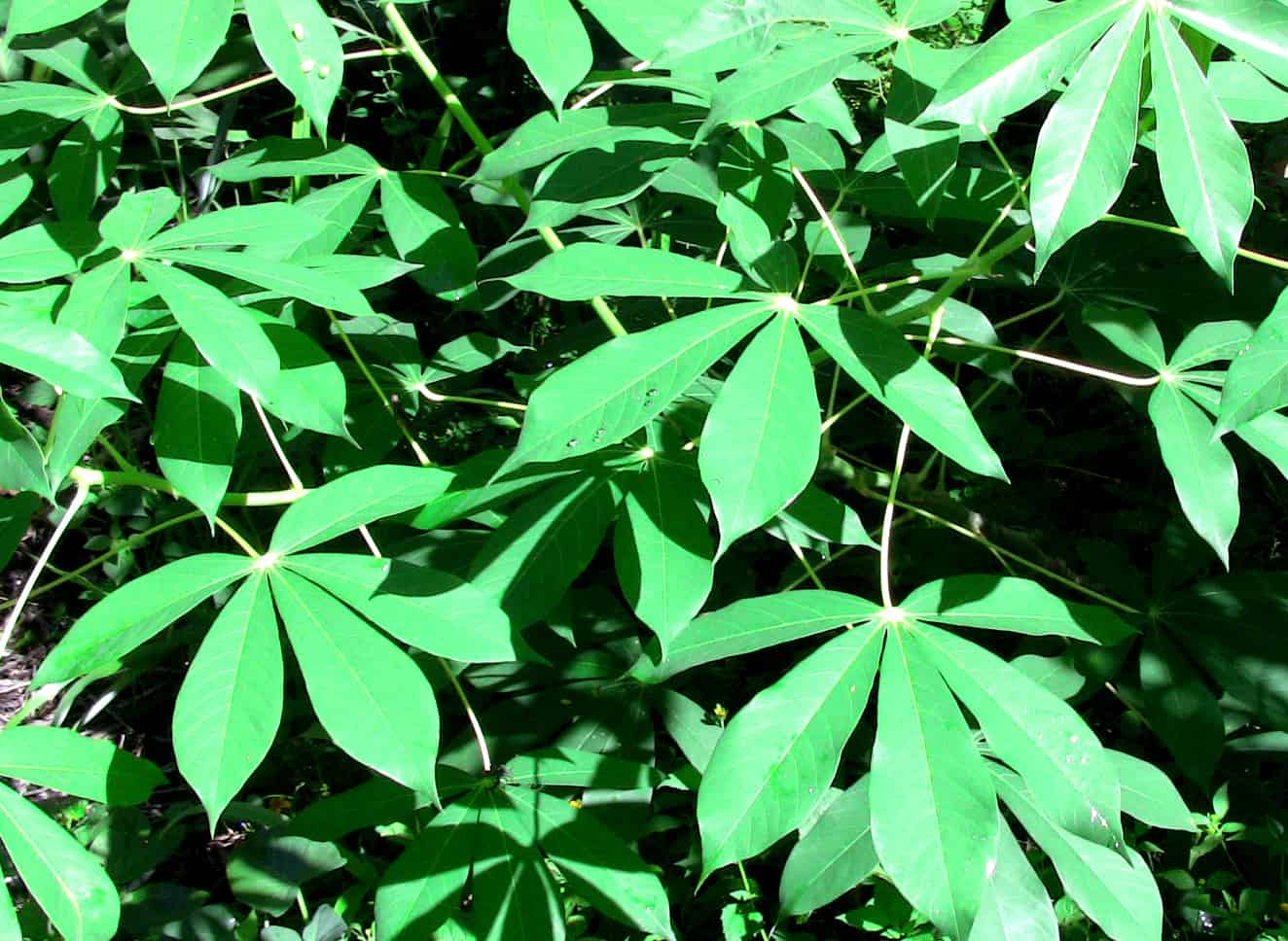 Motley cyanide. Caring for a tropical plant Motley cyanide. Caring for a tropical plant