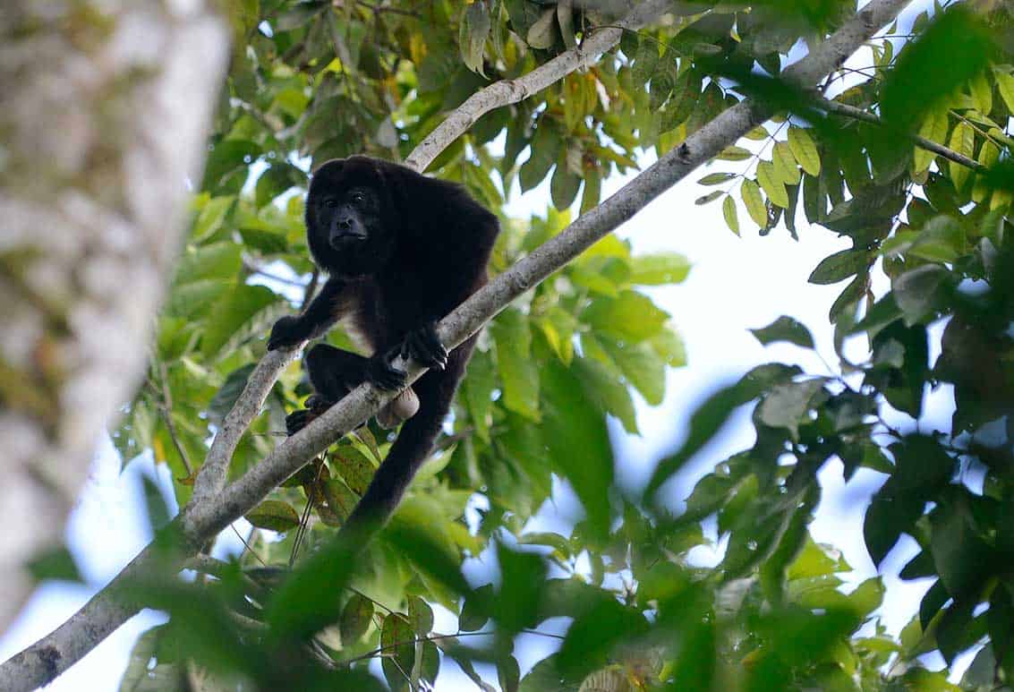 costa rica s howler monkeys are the least loud but most well endowed