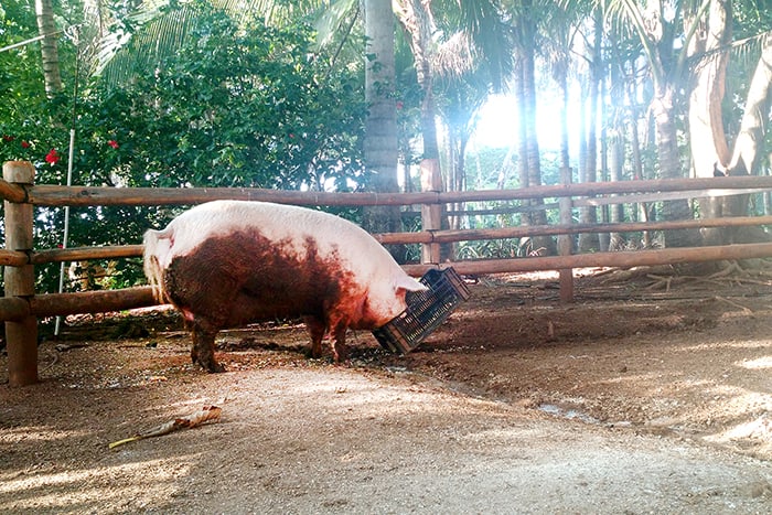 Lolita the surfing pig at Playa Avellana