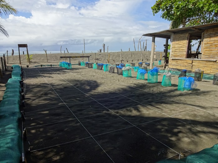 Turtle nursery at Playa Matapalo.
