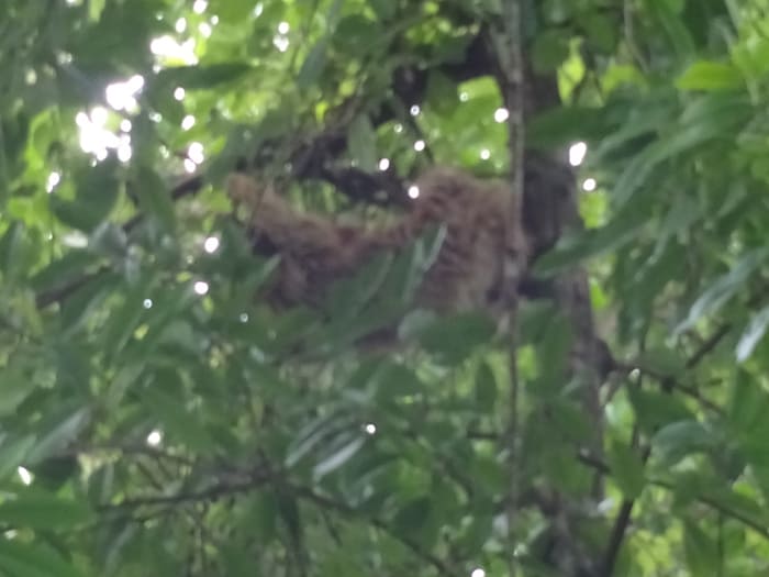 Three-toed sloth at Hacienda Barú.
