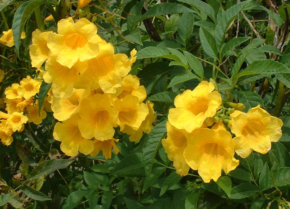 Yellow Bell Flower Buy at Judy McCullough blog