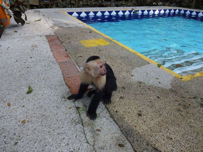 A monkey at poolside.