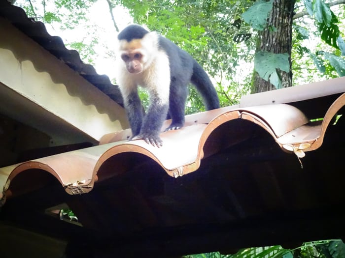 Monkey see food.