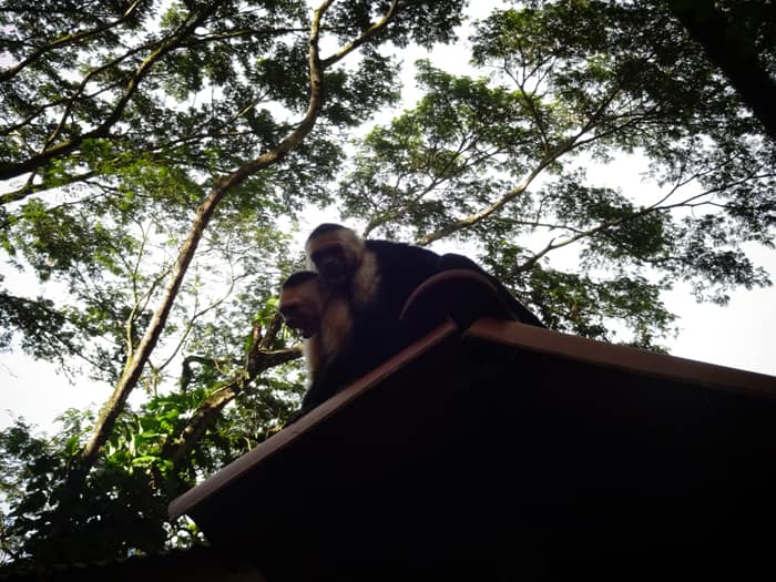Monkeys on a roof bare their teeth.