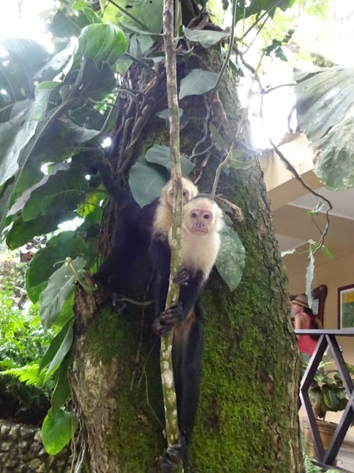 Two monkeys gawk at the gawkers.