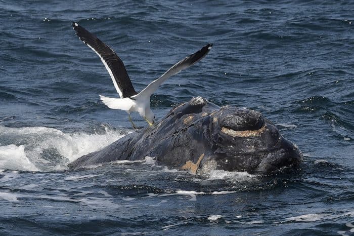 southern right whale