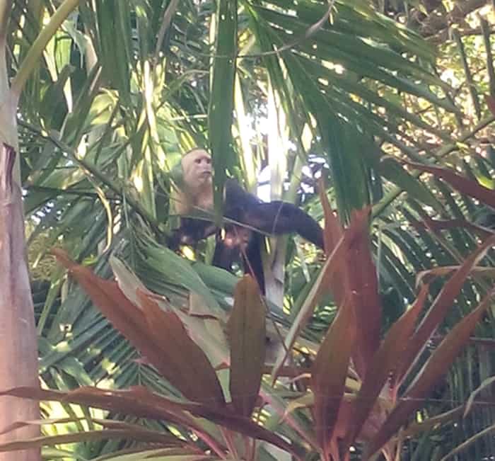 A white-faced monkey at Pacific Edge.