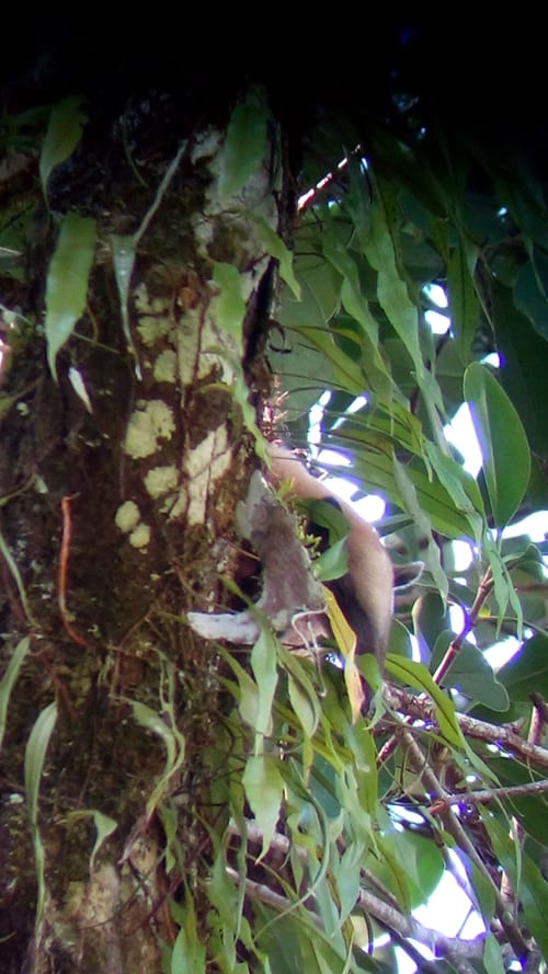 Tamandua anteater.