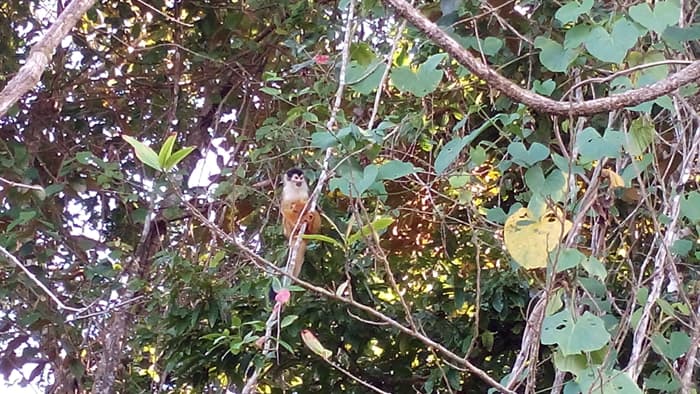 White-faced monkey.