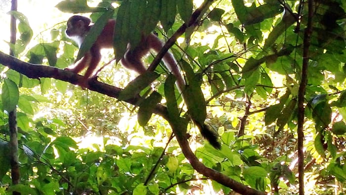 White-faced monkey.
