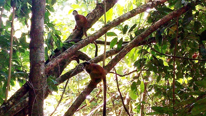 White-faced monkeys.