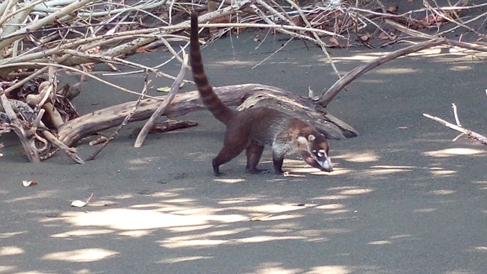 A coatimundi on the beach.