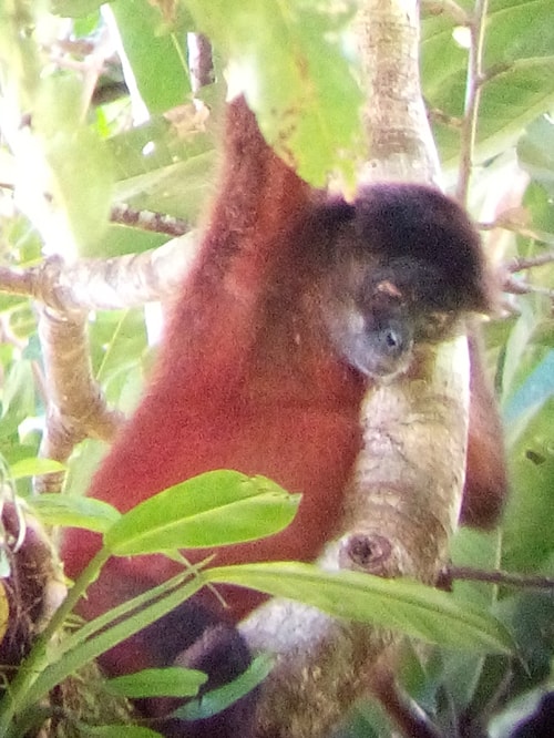 A spider monkey takes a nap in the trees.