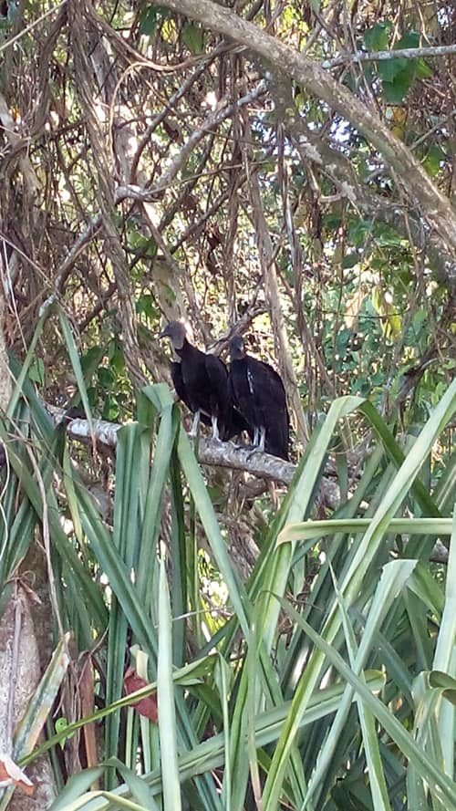 A couple of vultures take a break on a branch.