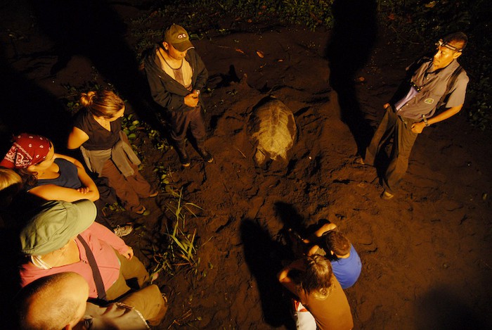 A sea turtle heads back to sea after laying her eggs in Tortuguero.