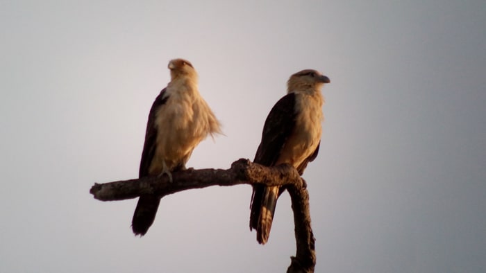 Yellow-headed caracaras.
