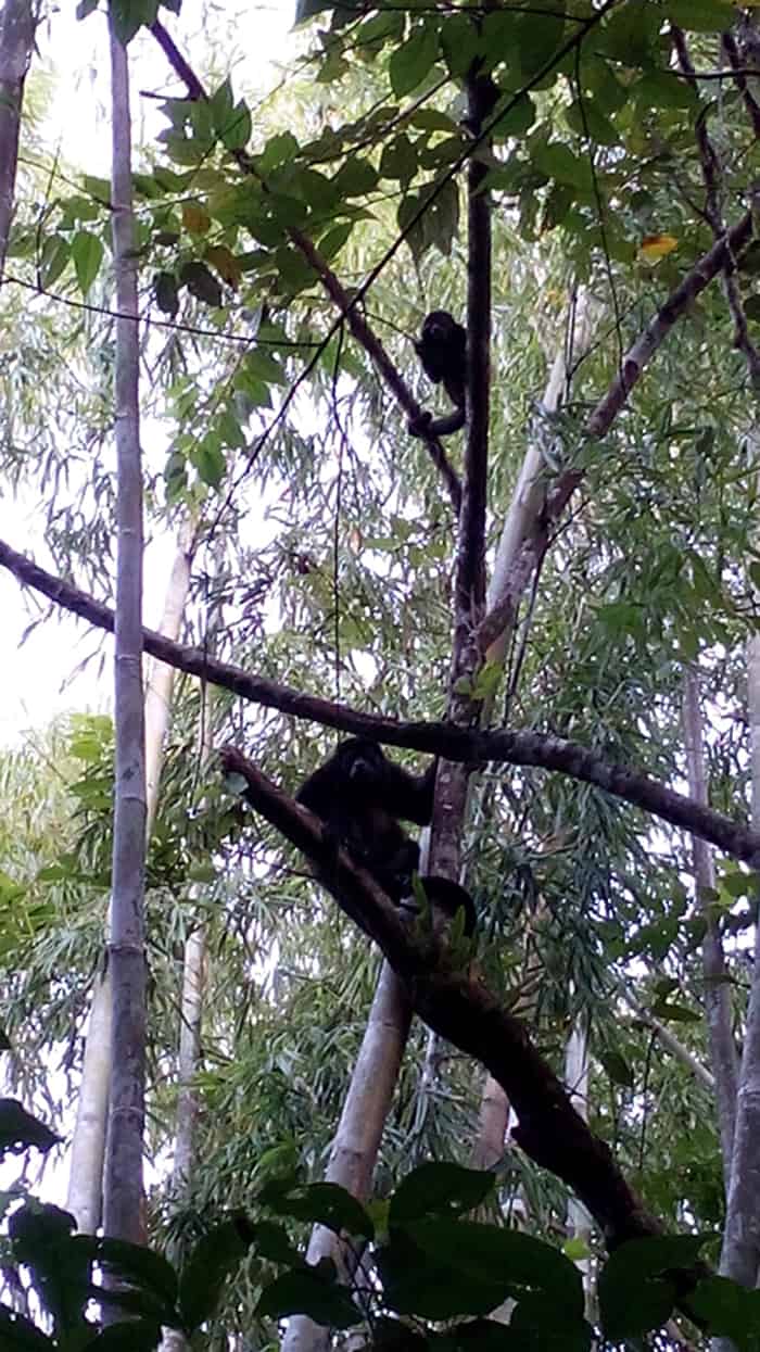 Howler monkey mom and juvenile.