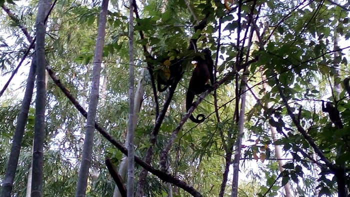 Howler monkeys.