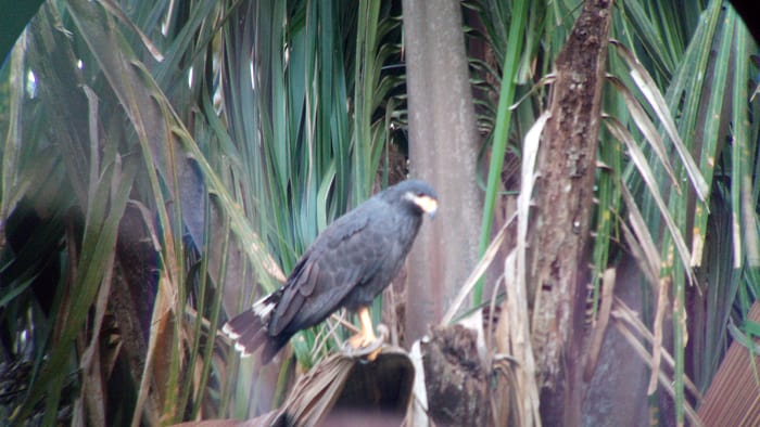 Mangrove black hawk.