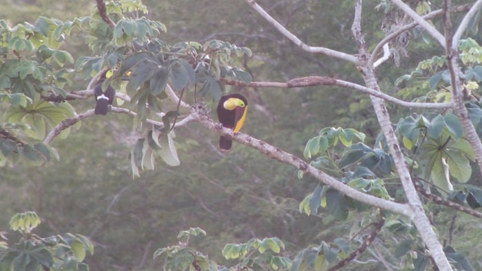 Yellow-throated toucans.