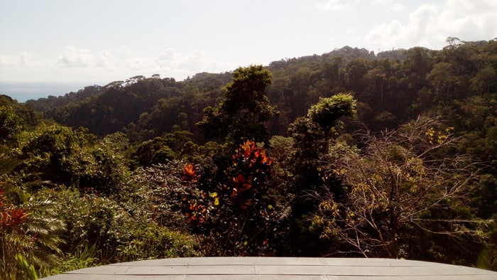 View from yoga platform.