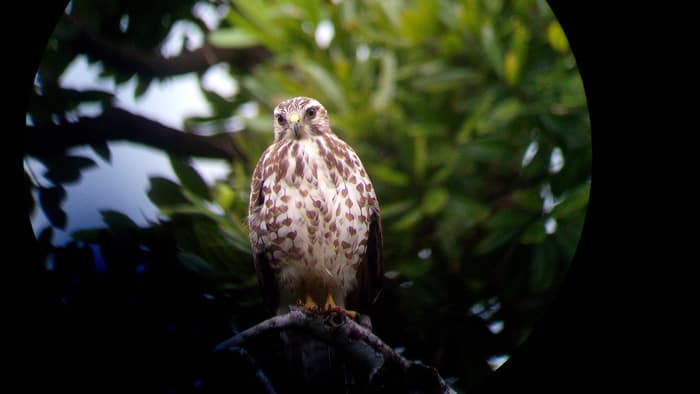 Mississippi kite, viewed through telescope the morning we departed.