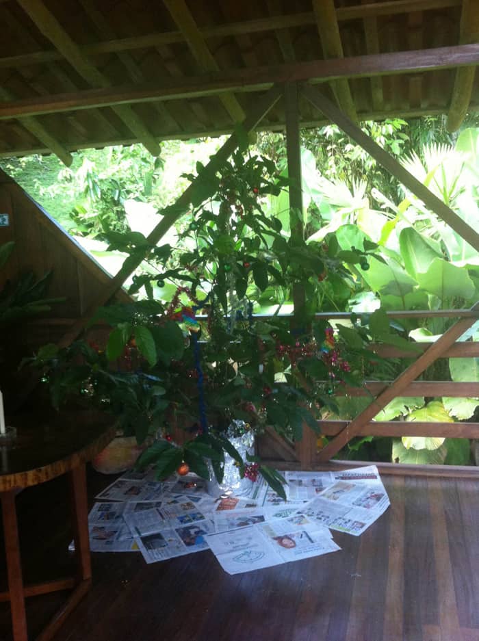 A tropical Christmas tree in the Selva Bananito rancho.