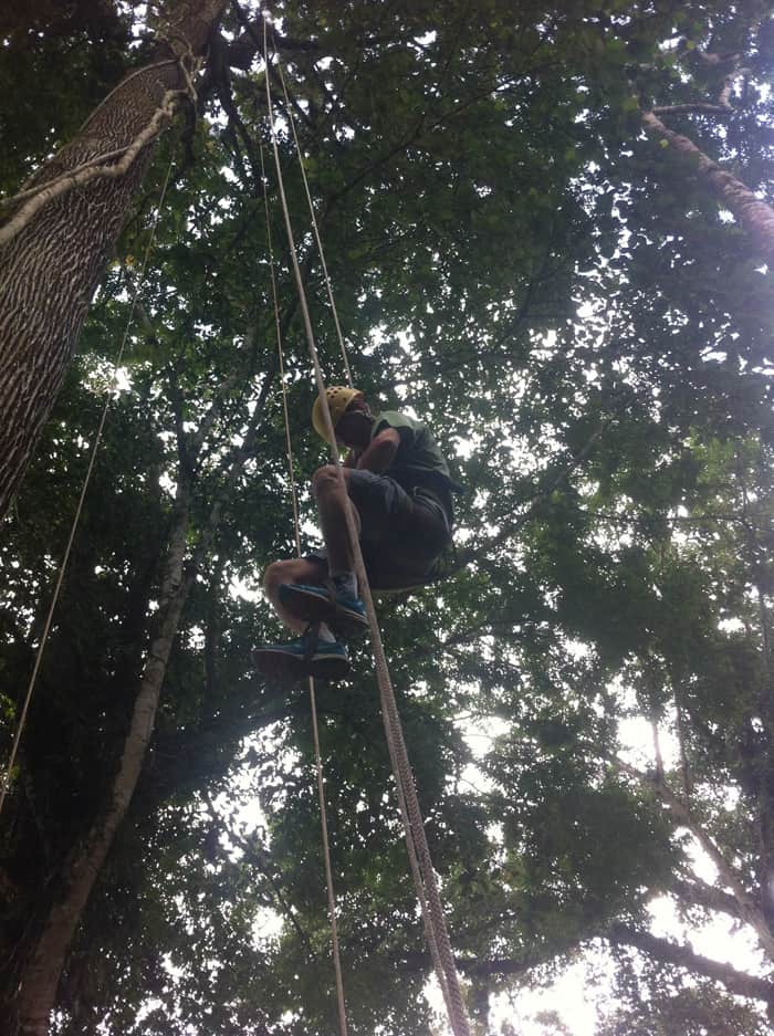 Tree climbing at Selva Bananito.