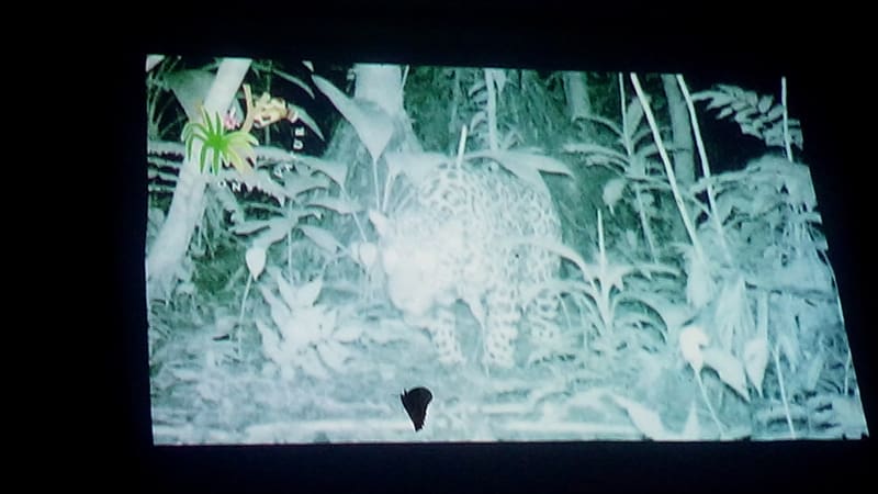 A jaguar filmed by one of Selva Bananito's video cameras.