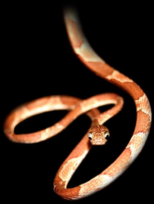 Blunt-headed vine snake (Imantodes cenchoa).