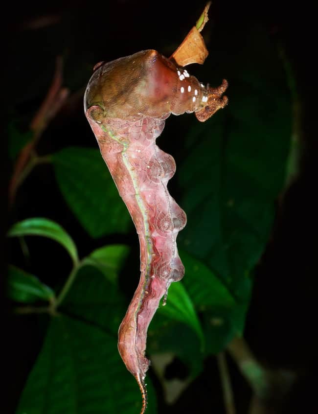 Butterfly Caterpillar (Archaeoprepona demophon centralis).